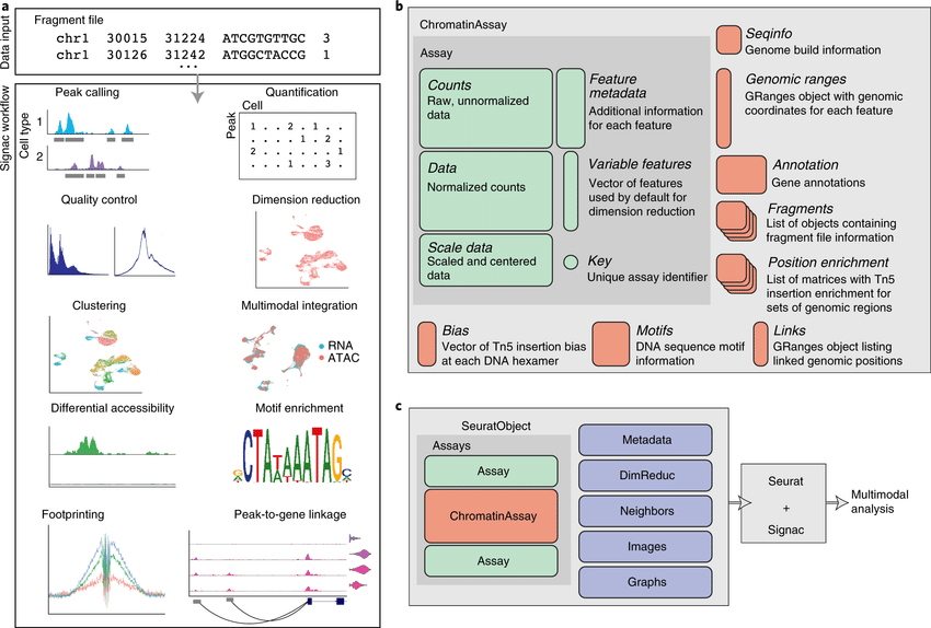 Multimodal single-cell chromatin analysis with Signac